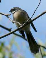 Rhipidura fuliginosa - Grey Fantail