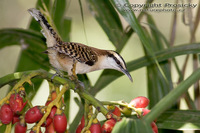Campylorhynchus rufinucha - Rufous-naped Wren