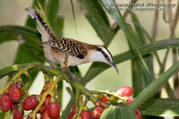 Campylorhynchus rufinucha - Rufous-naped Wren