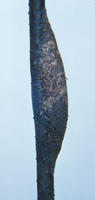 Image of: Cerura scitiscripta