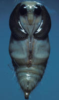 Image of: Orgyia leucostigma