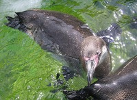 Spheniscus humboldti - Peruvian Penguin