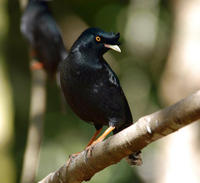 Image of: Acridotheres cristatellus (crested myna)