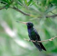 Image of: Cynanthus latirostris (broad-billed hummingbird)