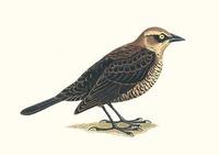 Image of: Euphagus cyanocephalus (Brewer's blackbird)