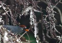 Image of: Garrulax mitratus (chestnut-capped laughingthrush)