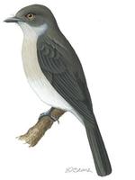 Image of: Melaenornis chocolatinus (Abyssinian slaty flycatcher)