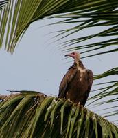 Image of: Necrosyrtes monachus (hooded vulture)