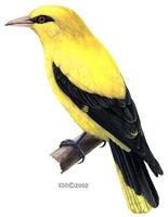 Image of: Oriolus oriolus (Eurasian golden-oriole)