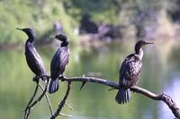 Image of: Phalacrocorax fuscicollis (Indian cormorant)