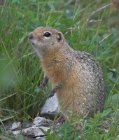Spermophilus undulatus - Long-tailed Ground Squirrel