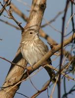 Image of: Sicalis flaveola (saffron finch)