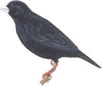 Image of: Vidua funerea (variable indigobird)