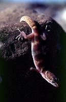 Image of: Coleonyx variegatus (western banded gecko)