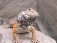 Uromastyx acanthinura