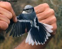 Azure Tit - Parus cyanus