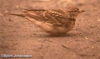 Hume's Short-toed Lark - Calandrella acutirostris