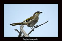 Singing Honeyeater