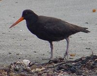 Variable Oystercatcher - Haematopus unicolor