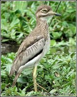 Water Thick-knee - Burhinus vermiculatus