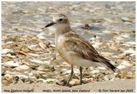 Red-breasted Dotterel - Charadrius obscurus