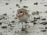 Lesser Sandplover - Charadrius mongolus