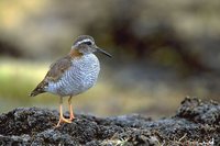 Diademed Sandpiper-Plover - Phegornis mitchellii