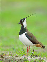 Northern Lapwing (Vanellus vanellus) photo