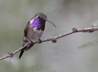 Lucifer Hummingbird (Calothorax lucifer) photo