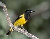 Scott's Oriole (Icterus parisorum) photo