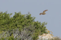 Common Quail (Coturnix coturnix) photo