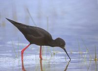 Black Stilt (Himantopus novaezelandiae) photo