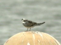 White-winged Tern - Chlidonias leucopterus