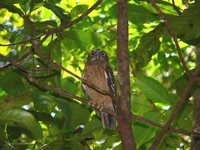 Ochre-bellied Hawk-Owl - Ninox ochracea