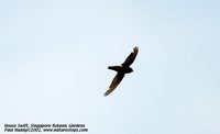 House Swift - Apus nipalensis