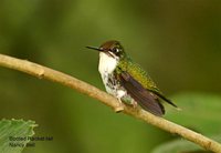 Booted Racket-tail - Ocreatus underwoodii