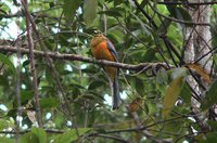 Orange-breasted Trogon - Harpactes oreskios