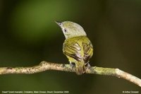 Dwarf Tyrant-Manakin - Tyranneutes stolzmanni