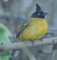 Black-crested Bulbul - Pycnonotus melanicterus