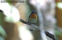 Hill Blue-Flycatcher - Cyornis banyumas