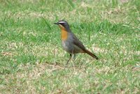 Cape Robin-Chat - Cossypha caffra