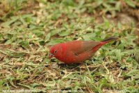 Red-billed Firefinch - Lagonosticta senegala