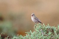 Trumpeter Finch - Bucanetes githaginea