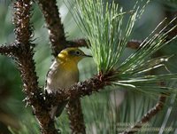 Olive Warbler - Peucedramus taeniatus