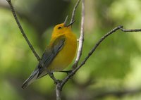 Prothonotary Warbler - Protonotaria citrea