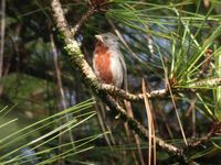 Chestnut-bellied Seedeater - Sporophila castaneiventris