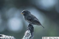 Medium Ground-Finch - Geospiza fortis