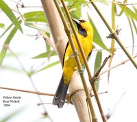 Yellow Oriole - Icterus nigrogularis