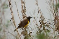 Yellow-rumped Marshbird - Pseudoleistes guirahuro