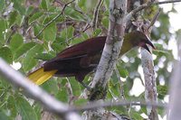 Amazonian Oropendola - Gymnostinops bifasciatus